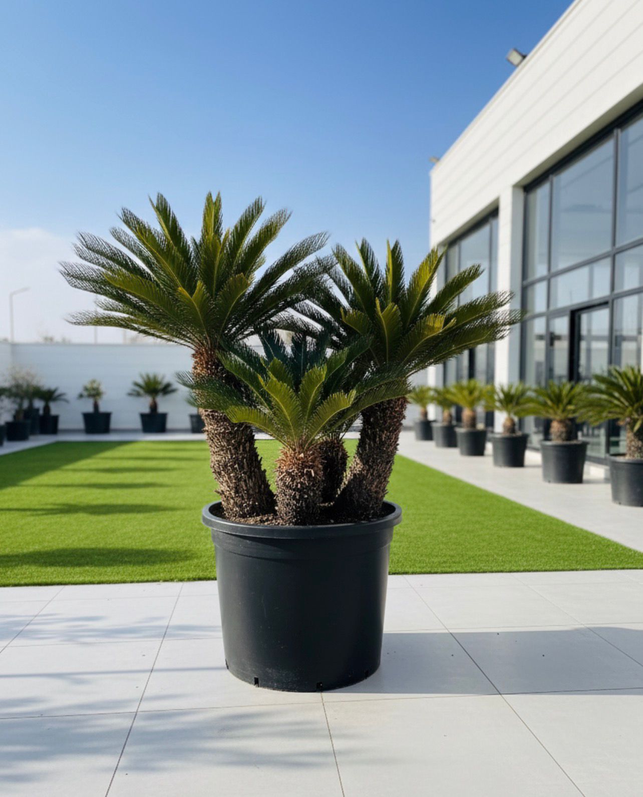 Outdoor Plants