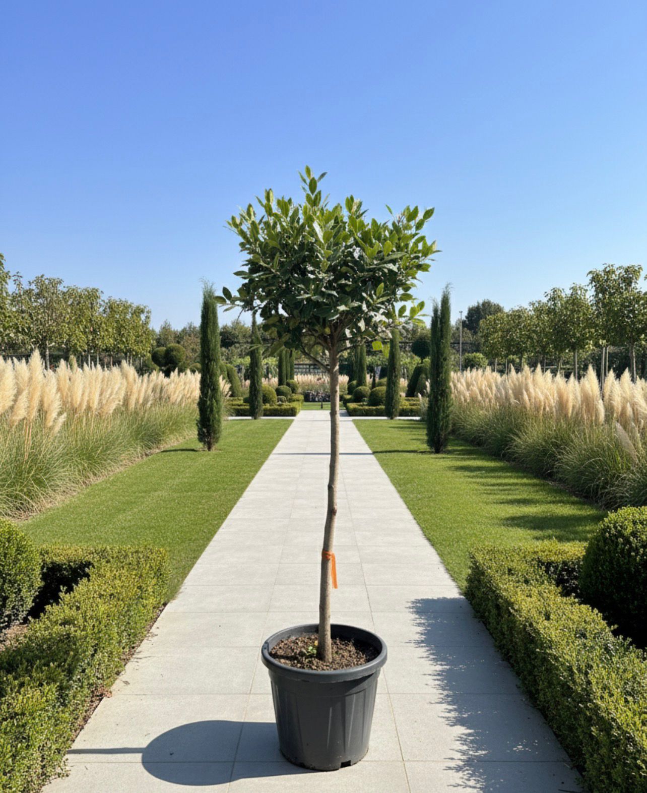 Photinia