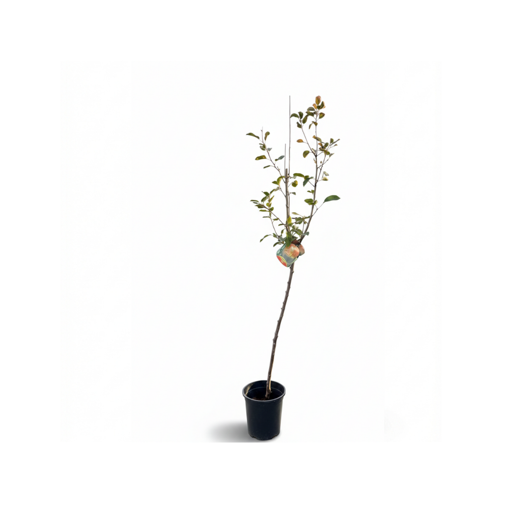 Italian Fruit Tree Collection