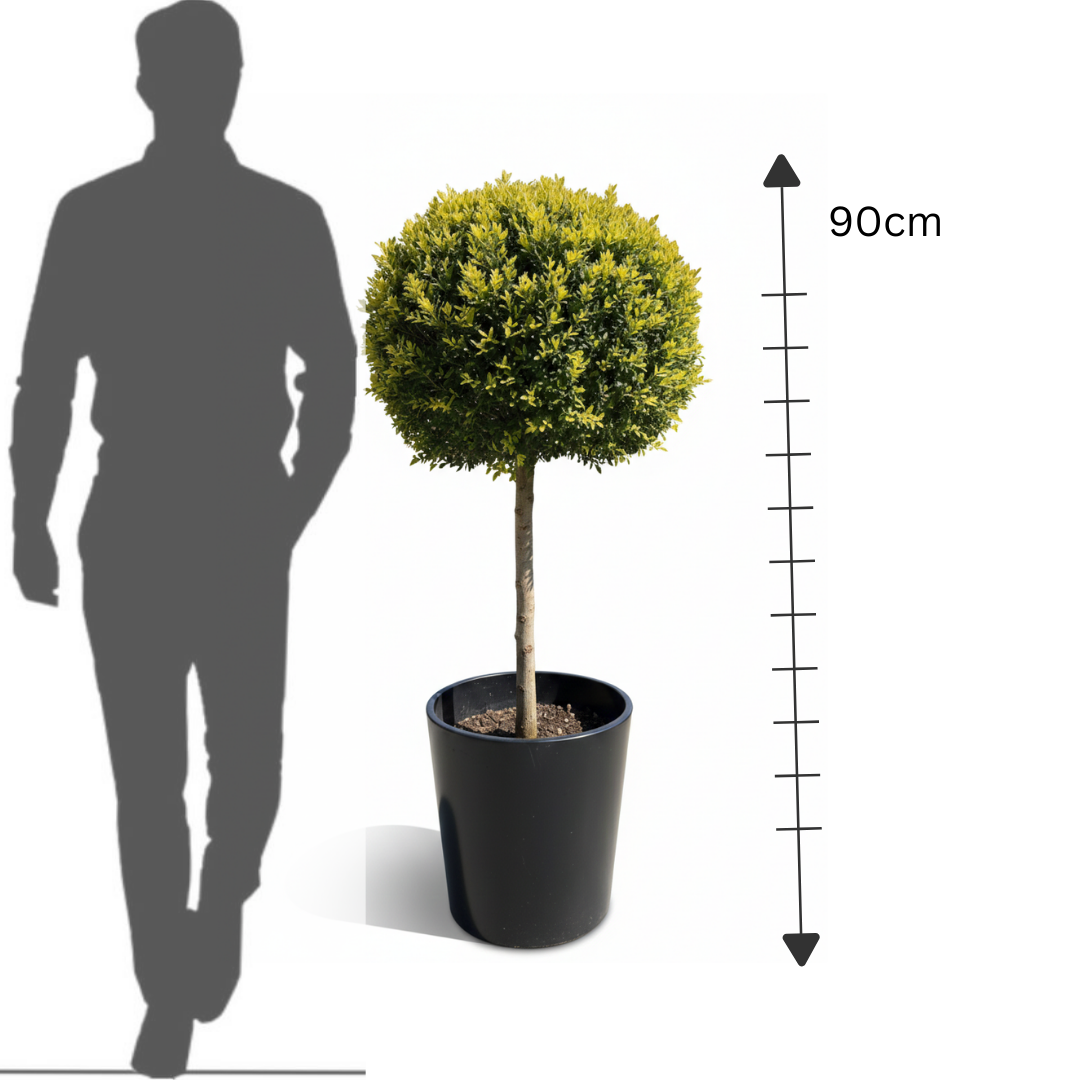 Goldcrest(Tige/Ball)