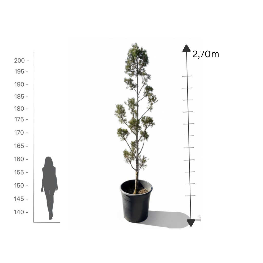 Leylandii Multi-Ball