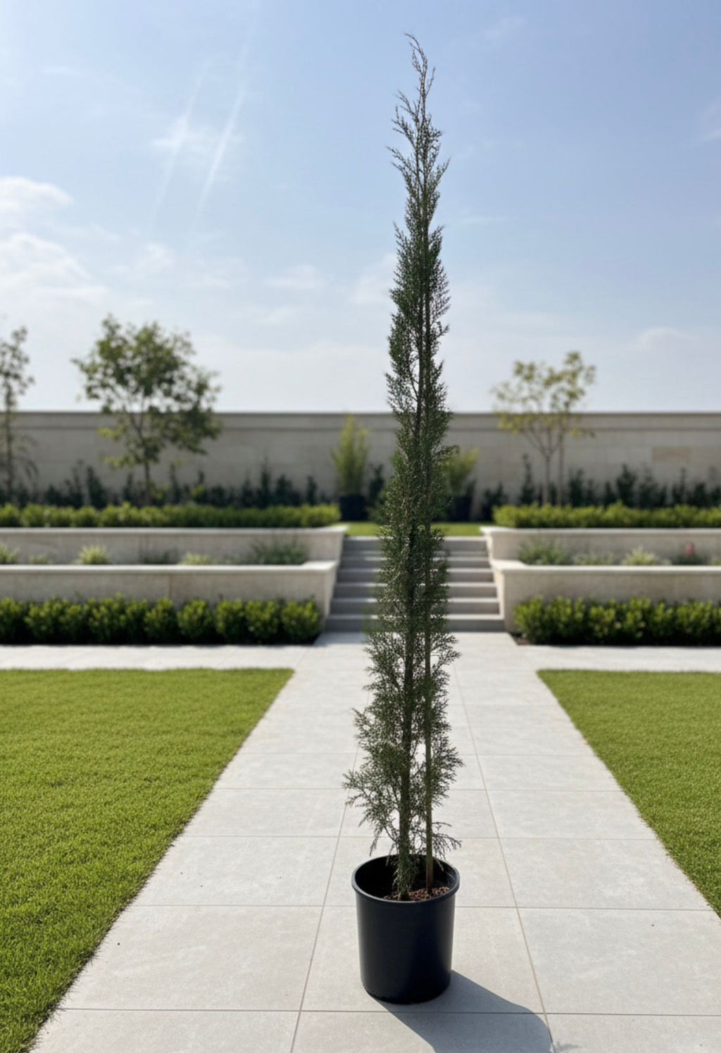 Leylandii Cypress