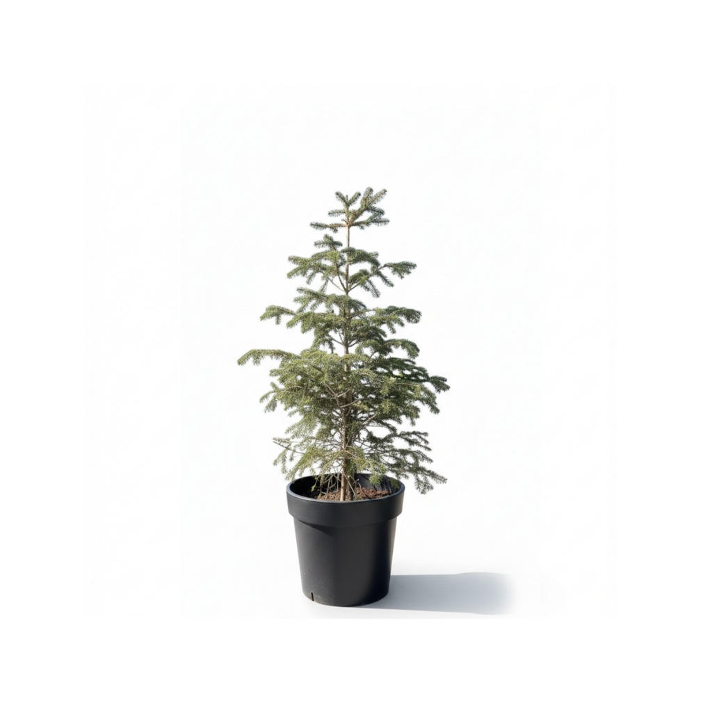 Lebanese Cedar
