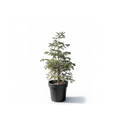 Lebanese Cedar