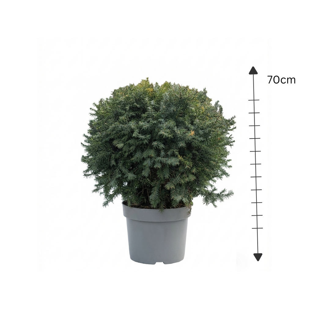 Taxus Ball