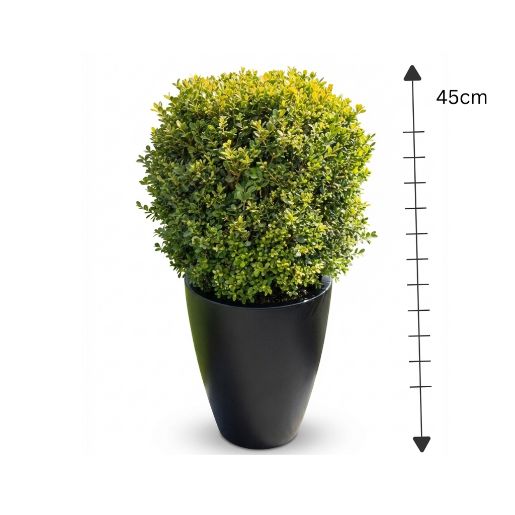 Ligustrum Ball I