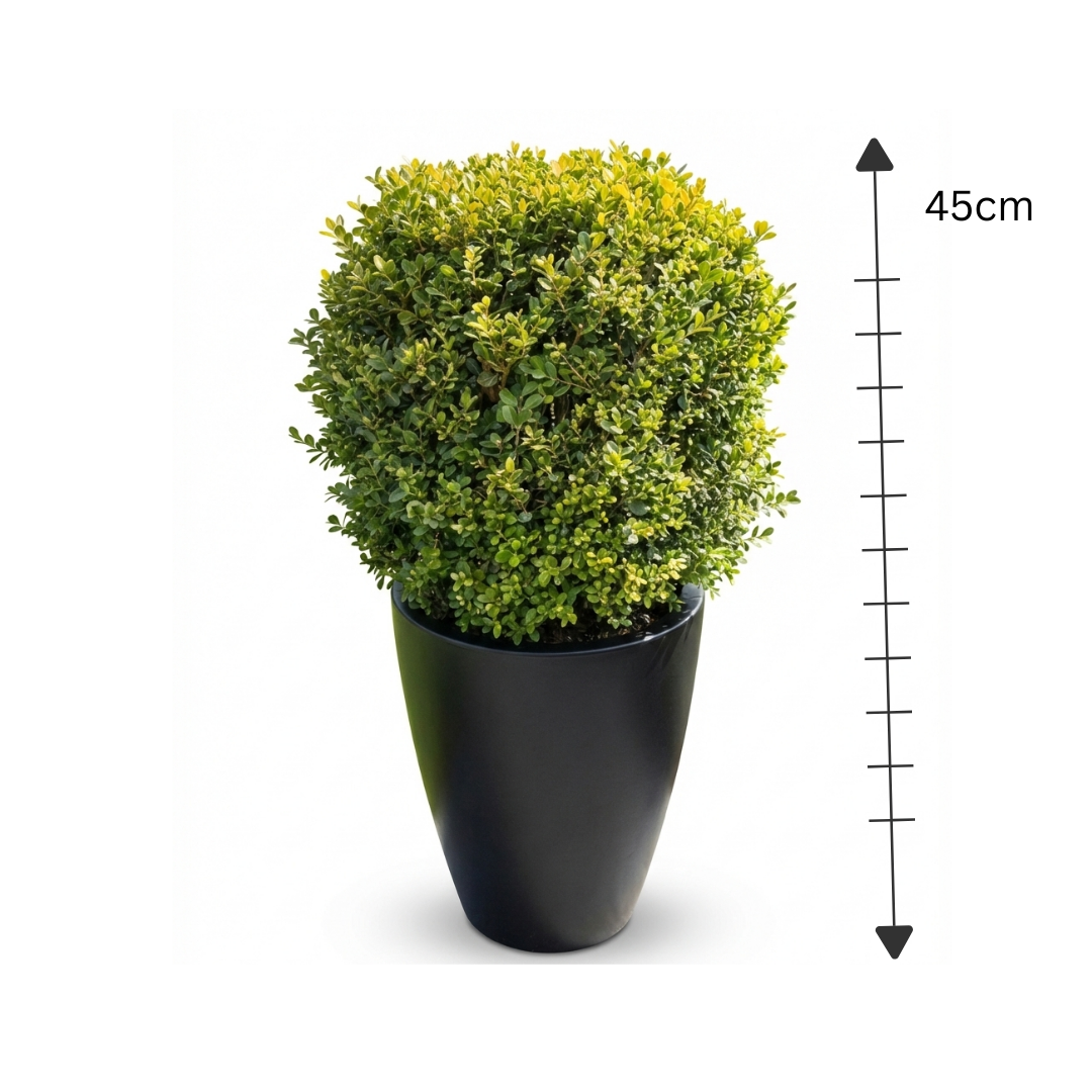 Ligustrum Ball I