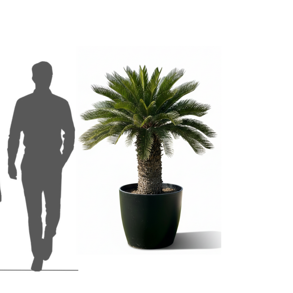 Cycas