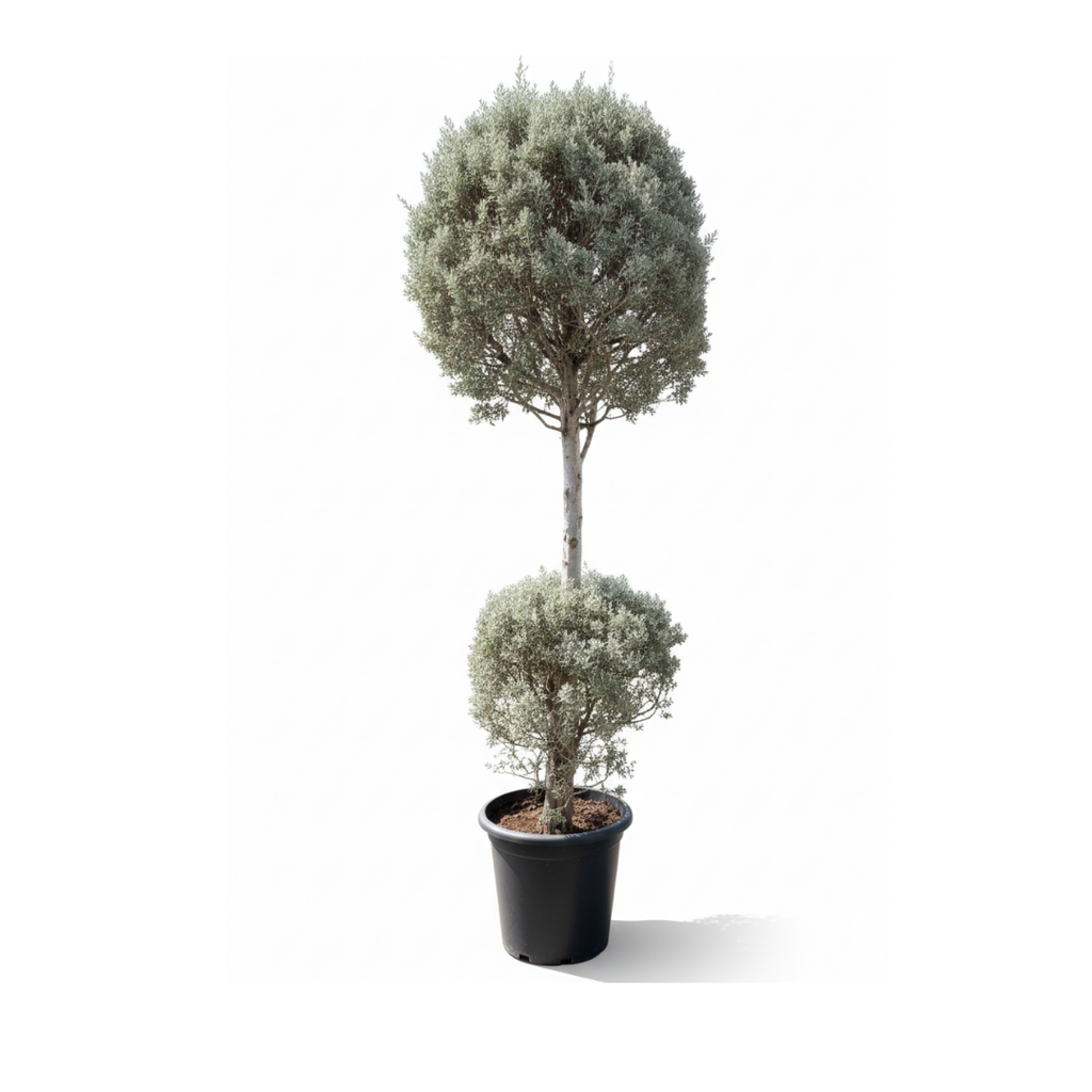 2-Tier Silver Juniper