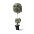2-Tier Silver Juniper