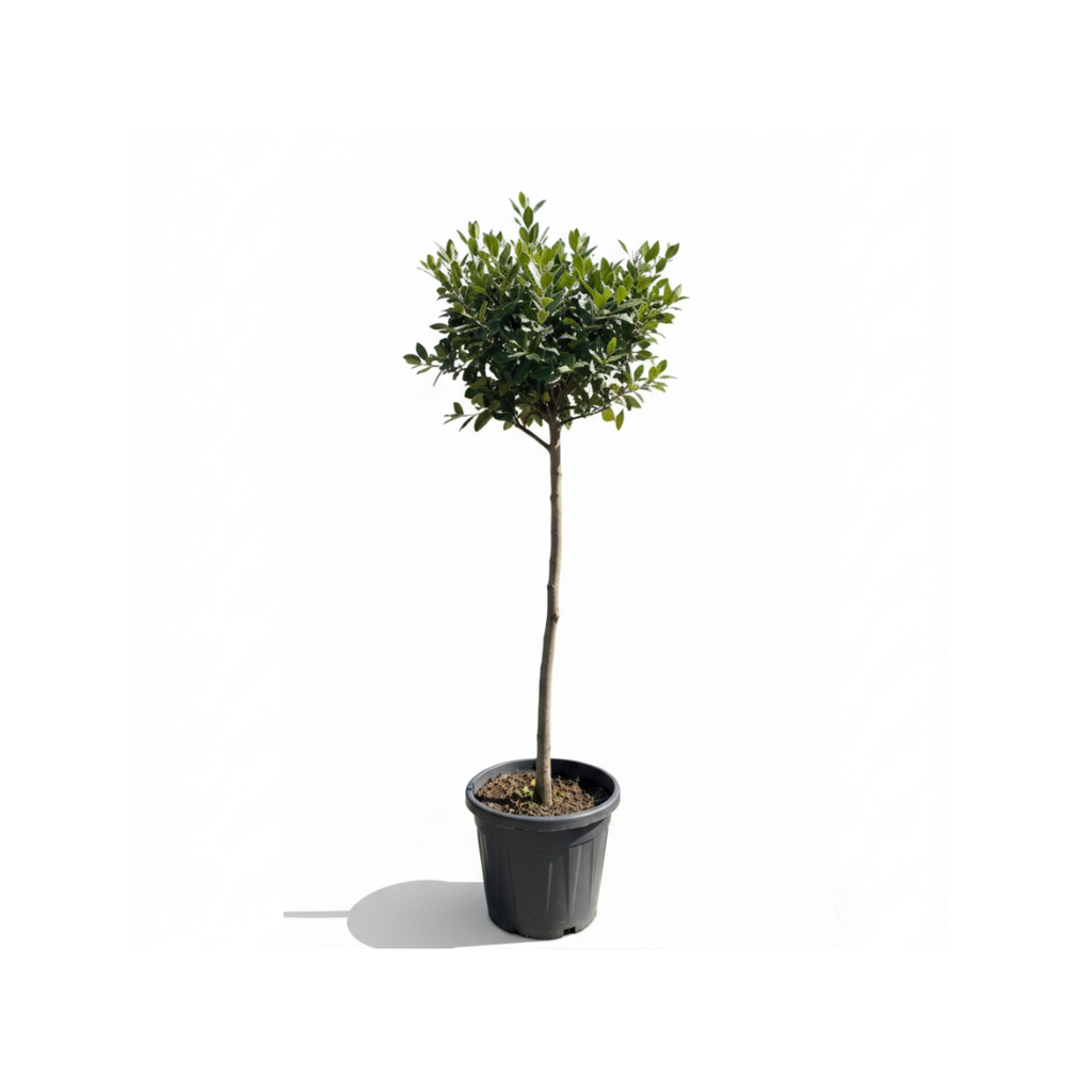Photinia