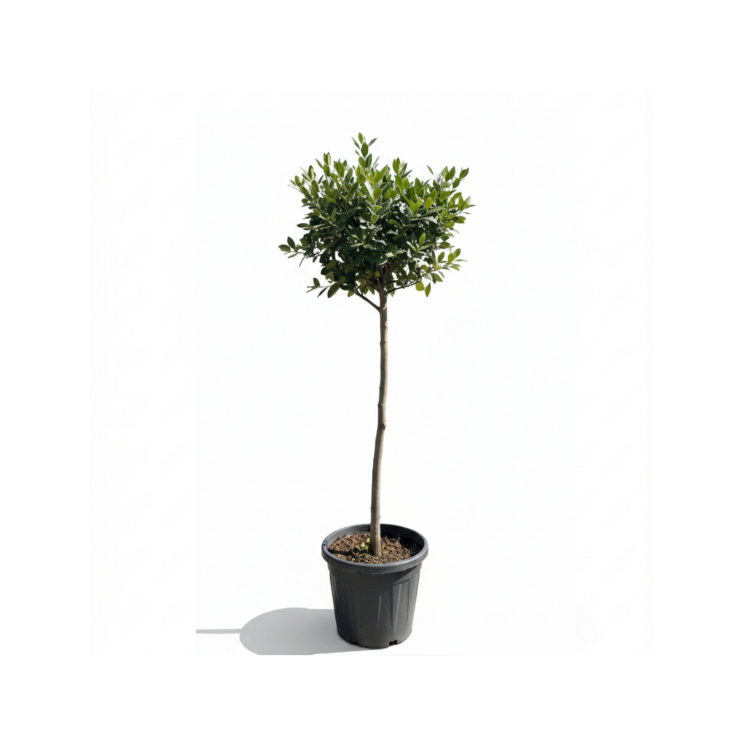 Photinia
