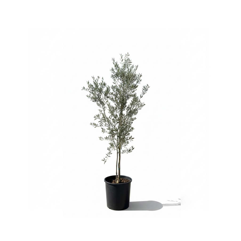 Lebanese  Olive Tree