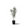 Lebanese  Olive Tree