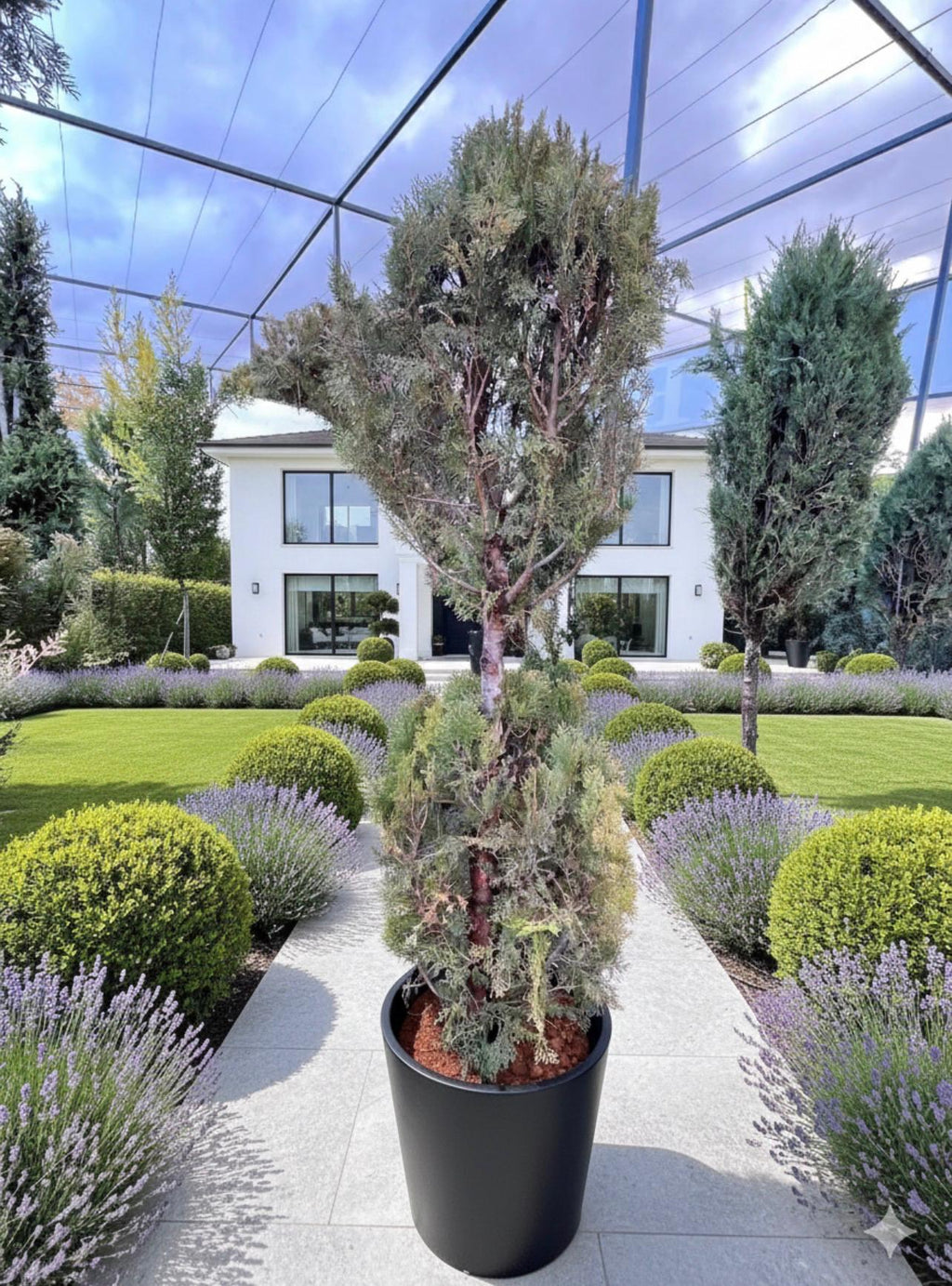 2-Ball Thuja