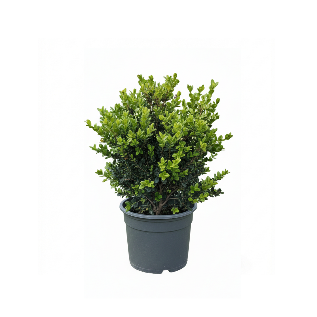 Buxus (Boxwood)