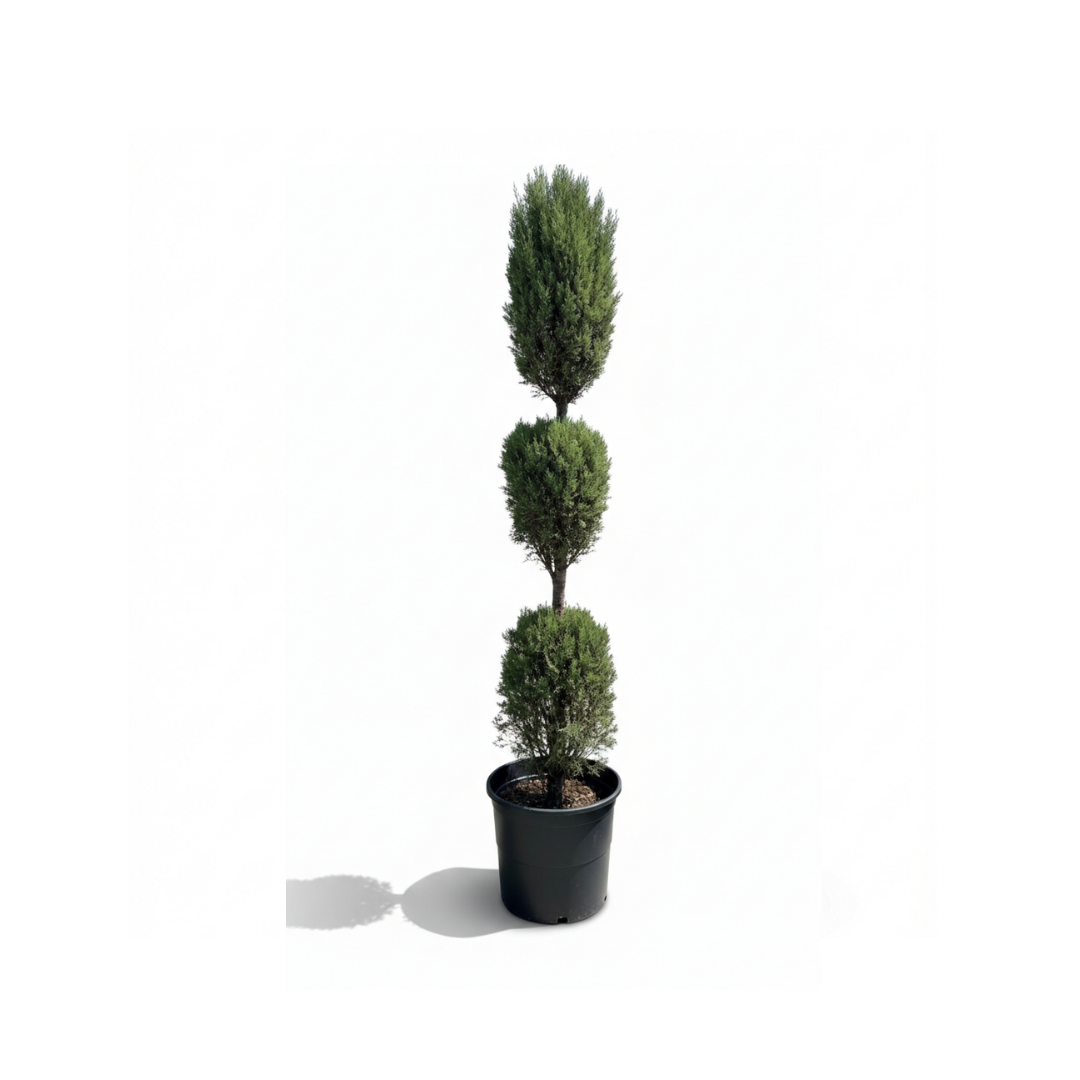 3-Ball Cypress Topiary