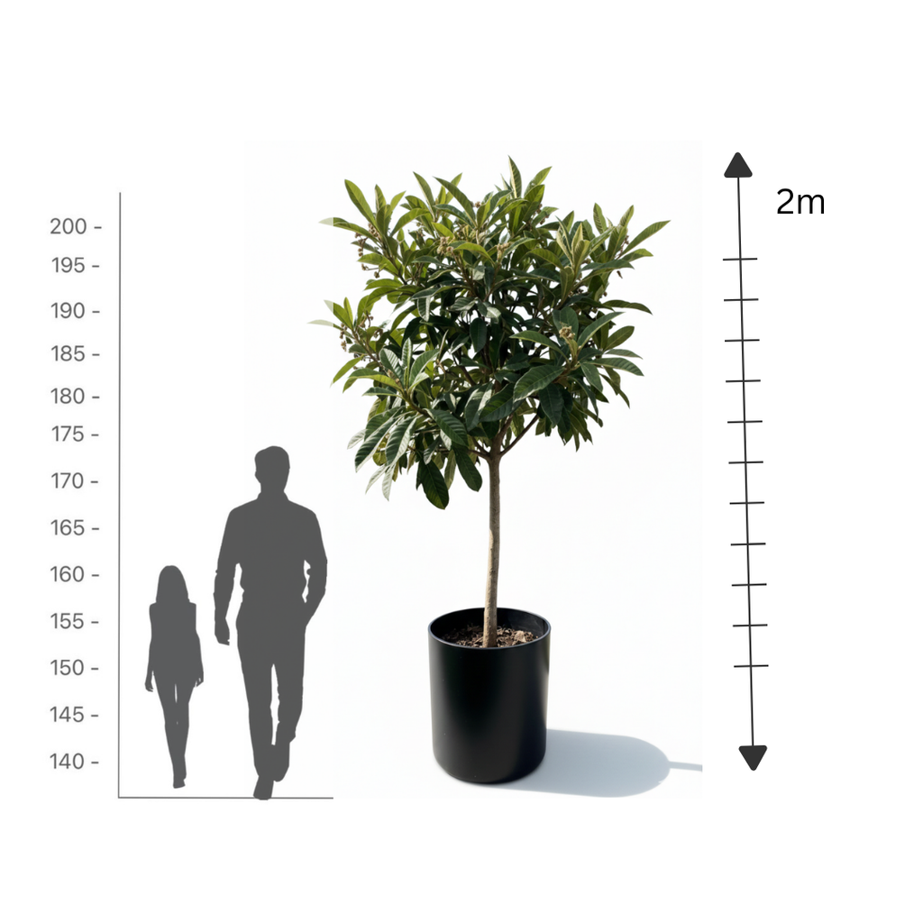 Loquat (Akidneya)