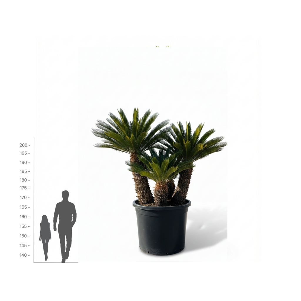 Cycas