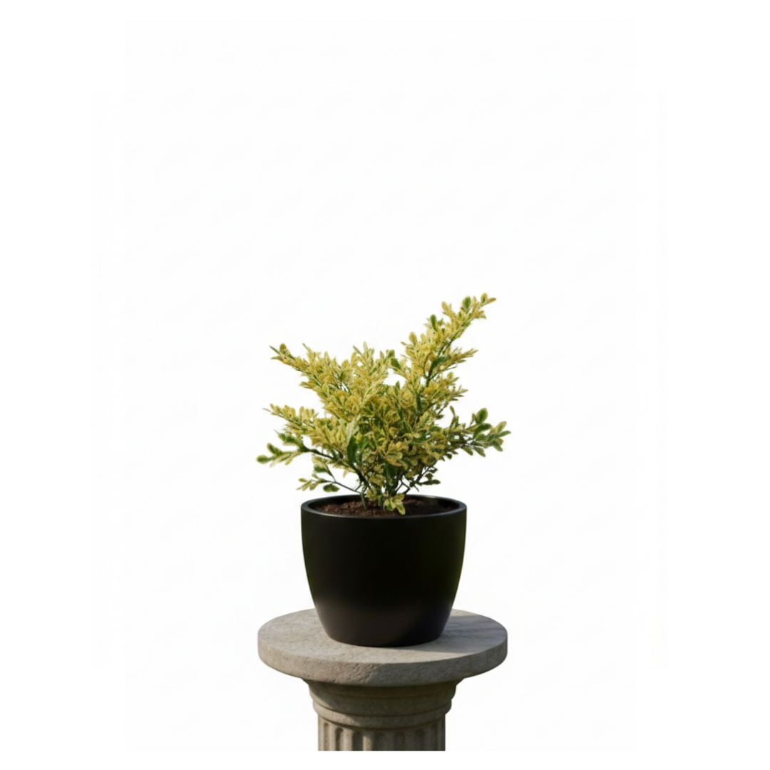 Small Yellow Russelia