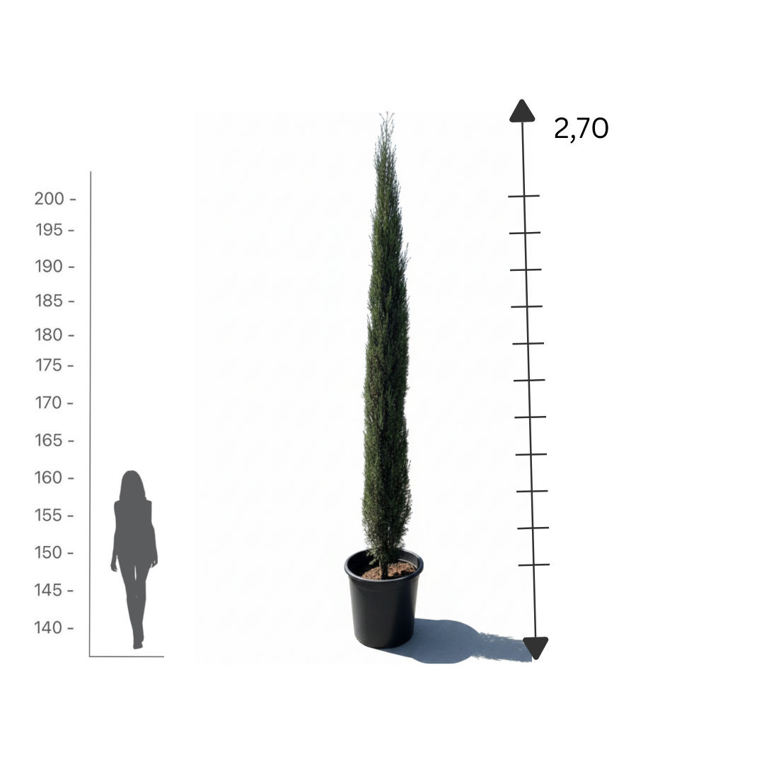 Italian Cypress