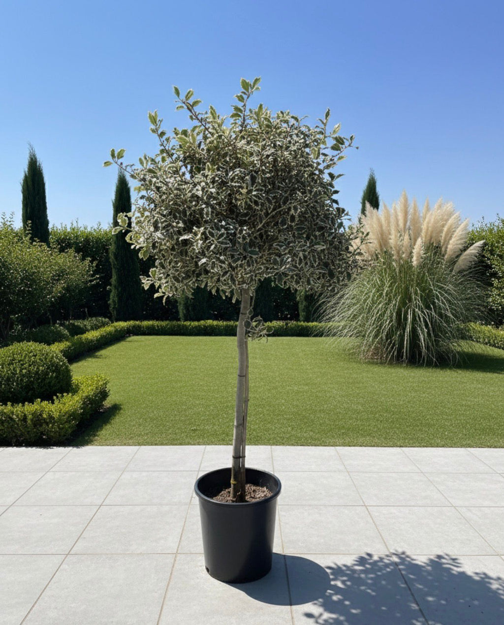 Variegated Oak (Standard Topiary)