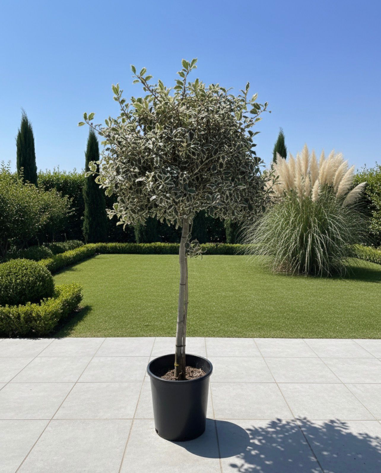 Variegated Oak (Standard Topiary)