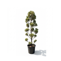 Leylandii Multi-Ball