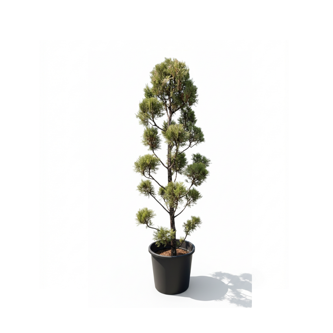 Leylandii Multi-Ball