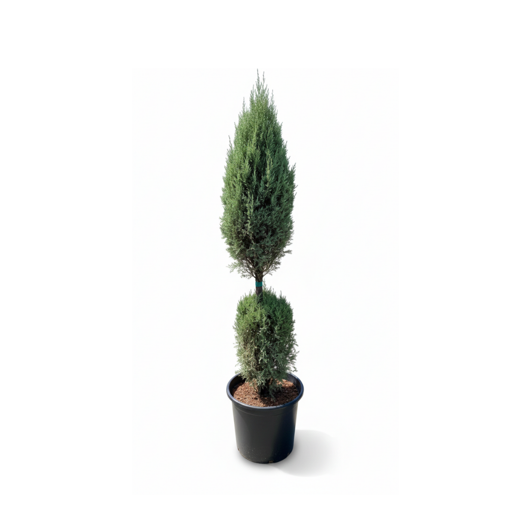 2-Ball Cypress Topiary