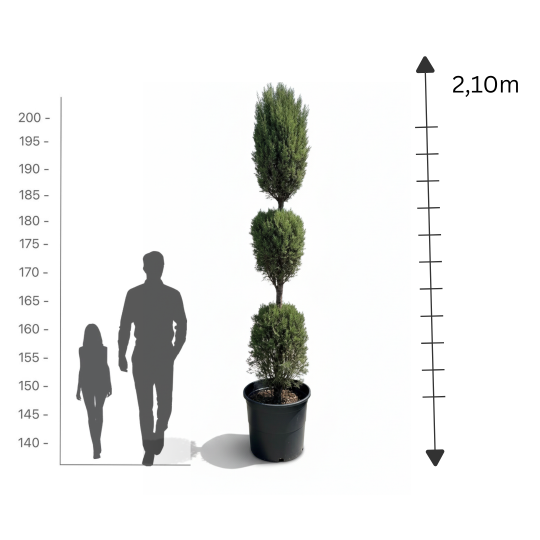 3-Ball Cypress Topiary