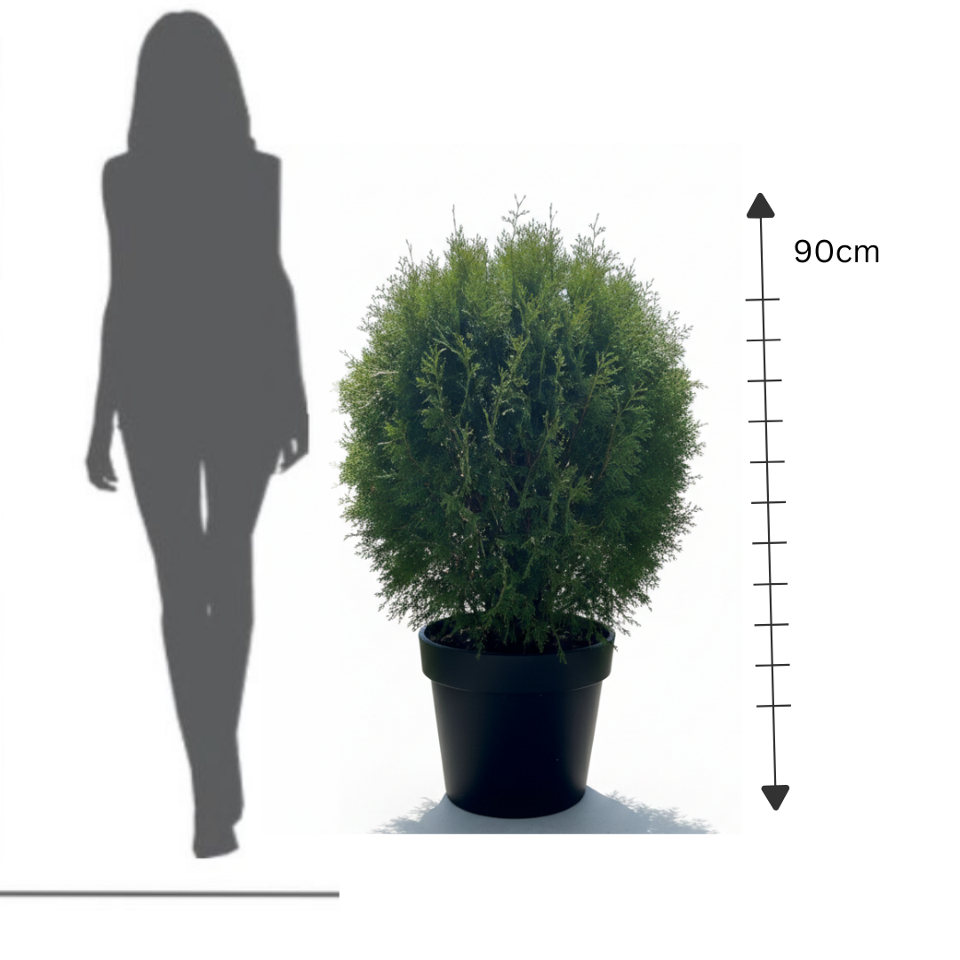 Thuya 'Green Giant'
