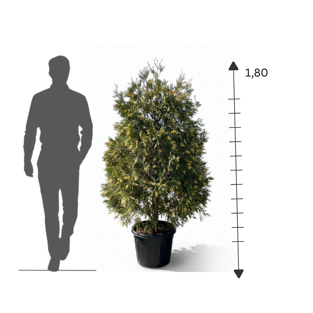 Incense Cedar (Libocedrus)