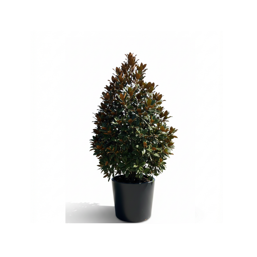 Grand Magnolia