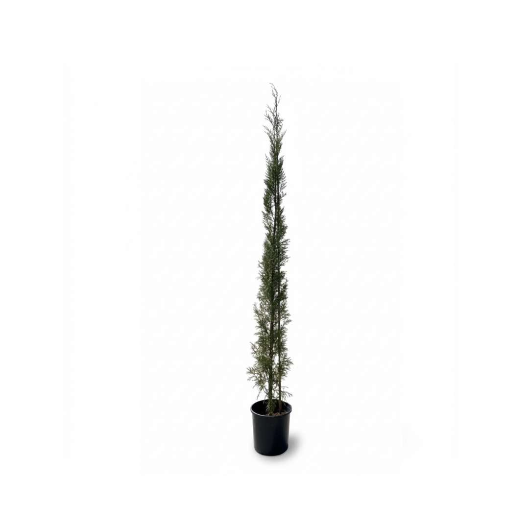 Leylandii Cypress