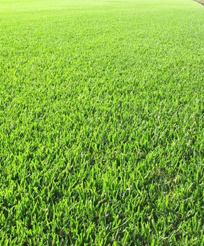 Premium Mountain Grass