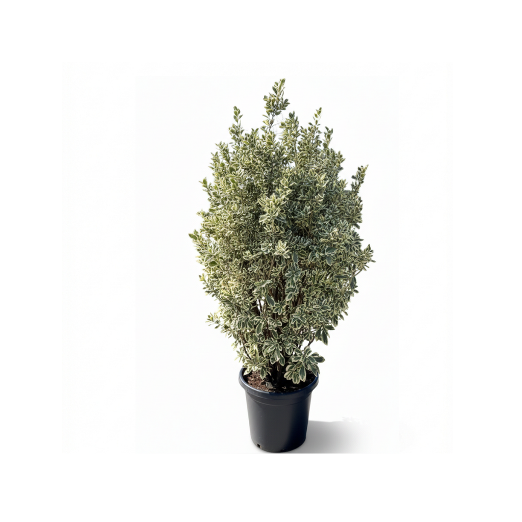 Silver Pyramidal Coral
