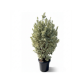 Silver Pyramidal Coral