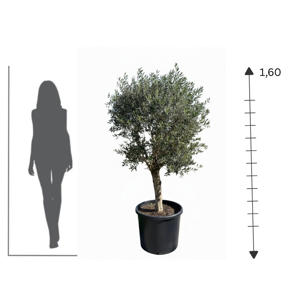Large Olive Crown