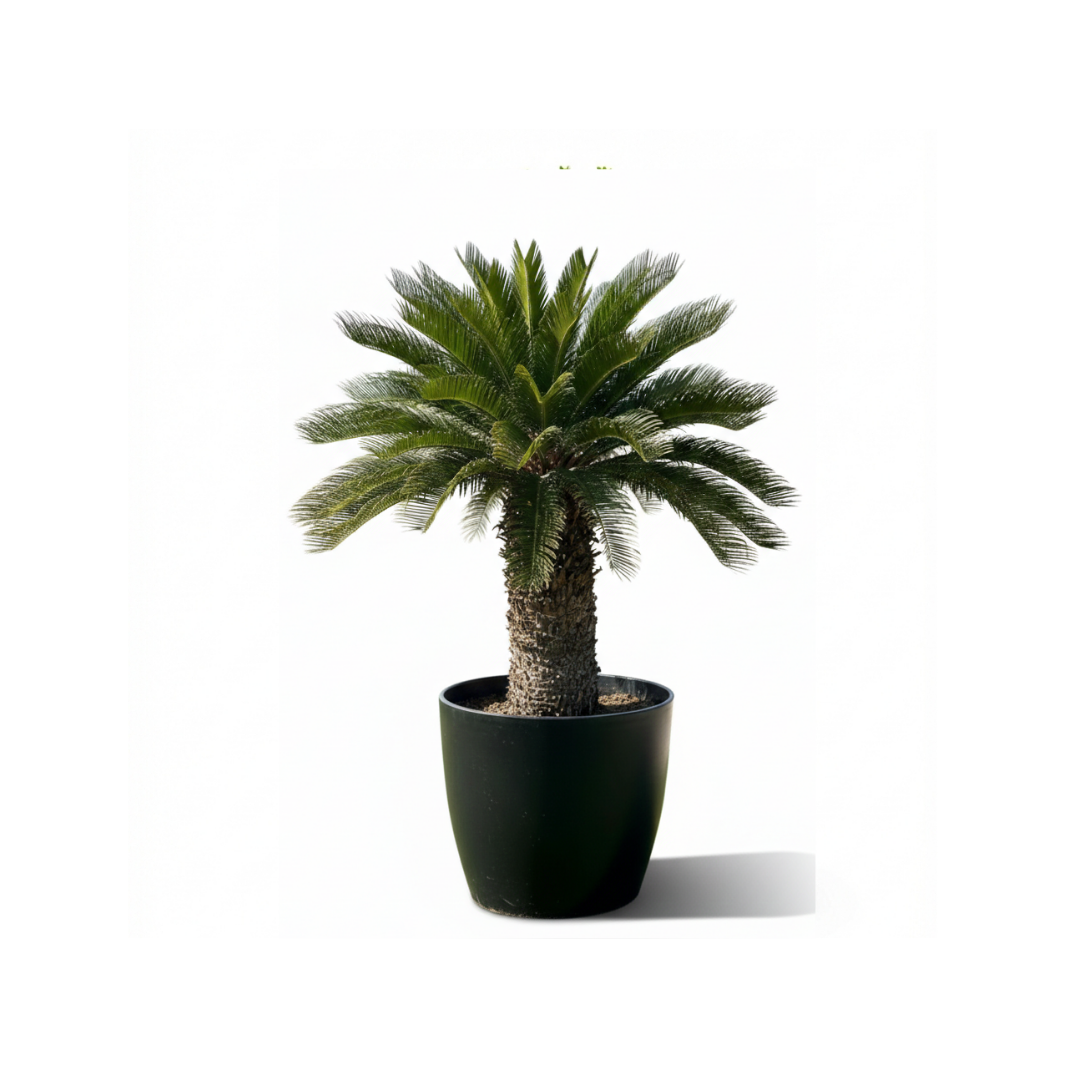 Cycas