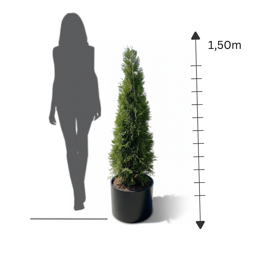 Pyramidal Thuja