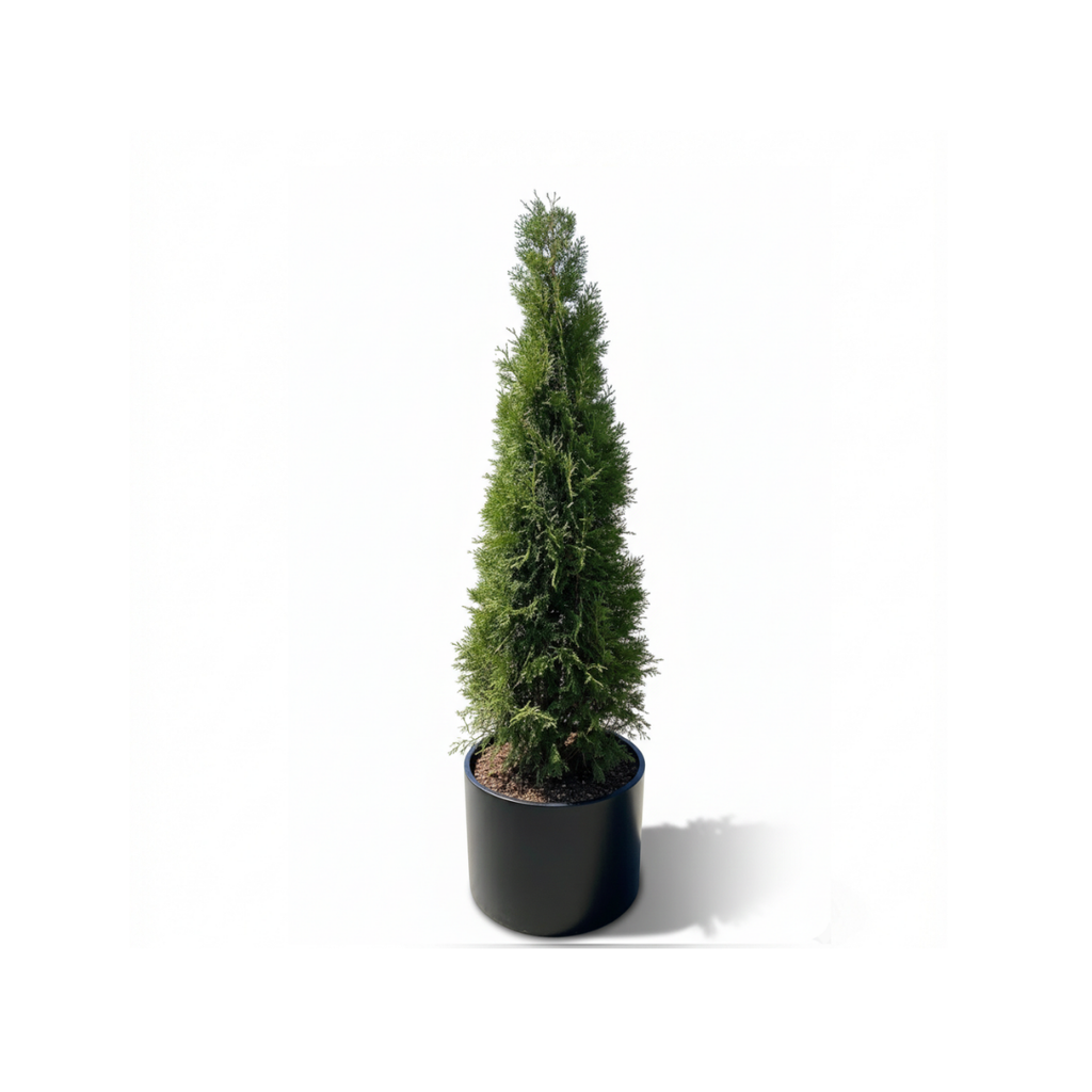 Pyramidal Thuja