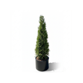 Pyramidal Thuja