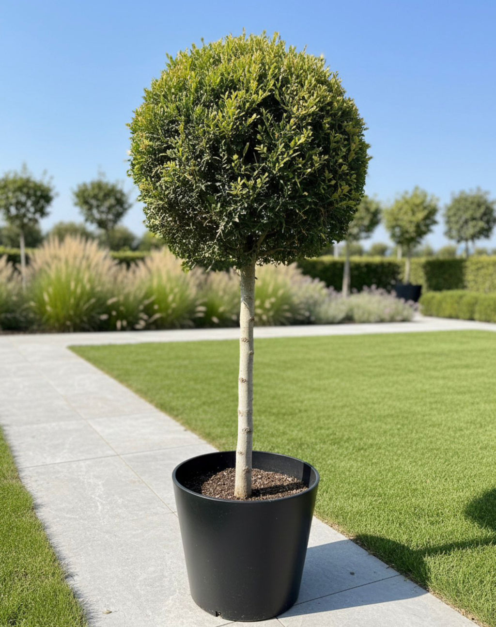 Leylandii Big Crown