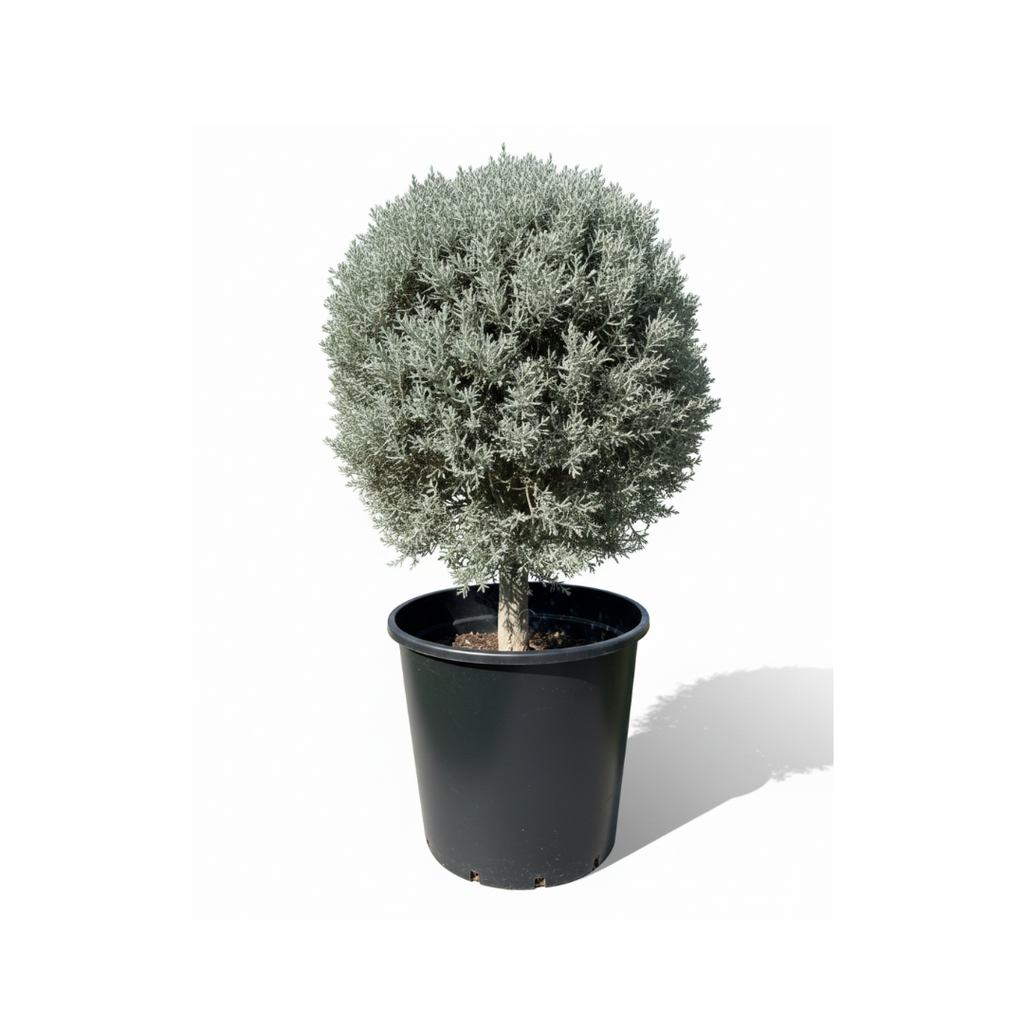Silver Juniper ball