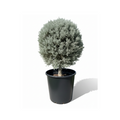 Silver Juniper ball