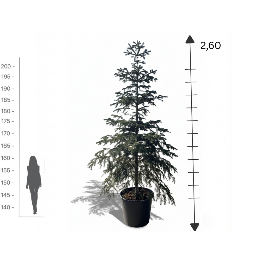 Green Fir Tree