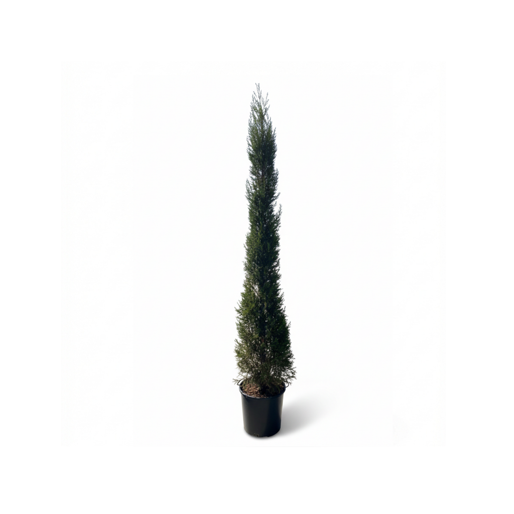 Goldcrest Cypress