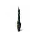 Goldcrest Cypress