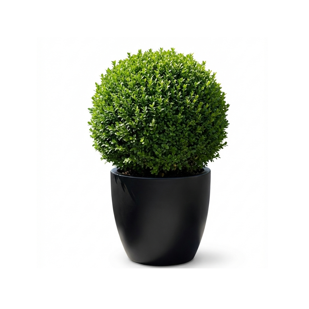 Buxus